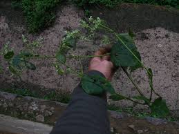 Image result for Sericostachys