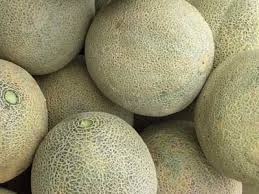 Ambrosia hybrid cantaloupe seed a proven southern performer. Muskmelon Cantaloupe Howstuffworks