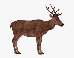 Deer Png Free Background Red Deer Png Transparent Png Kindpng Including transparent png clip art, cartoon, icon, logo, silhouette, watercolors, outlines, etc. red deer png transparent png