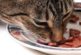 Three Essential Food Nutrients That Keep Your Cat Energized