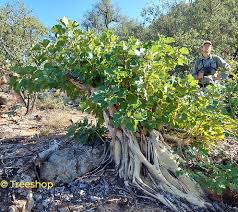 Image result for Ficus abutilifolia
