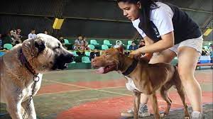 pitbull mu kangal mi sizce hangisi karar sizin en gucluler kopek strongest dogs youtube