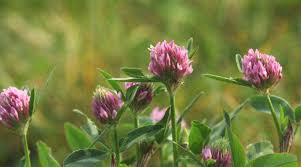 Rotklee Roter Klee Pflanzen Essbare Pflanzen