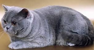 Kucing british shorthair merupakan salah satu kucing yang sering diadopsi oleh orang indonesia. Cat British Shorthair Harga Off 61 Www Usushimd Com
