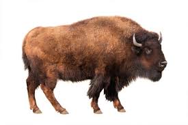 Two extant and six extinct species are recognised. Foto Auf Leinwand Bison Fotos4art De