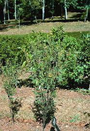 Image result for Cajanus