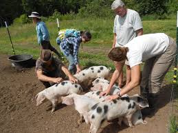 Cand inspiri incredere mai mult ca alte firme cu care am lucrat fara sa lucrez cu voi, asta spune multe… răbonţu tudor cristian. Pndr Cine Poate Accesa Fonduri Europene Pentru Ferme Mici Stiriagricole Ro