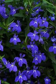 Pin On Blue Flowers
