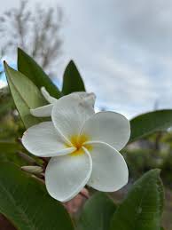 Image result for Plumeria rubra