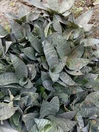 Image result for Volusia resupinata