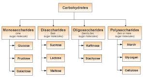 Carbohydrates Study Material For Iit Jee Askiitians
