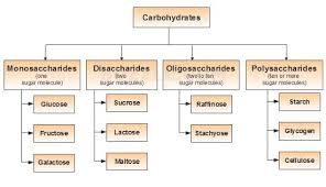 Carbohydrates Study Material For Iit Jee Askiitians