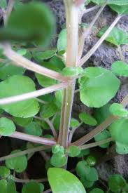 Image result for Parietaria debilis