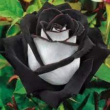 Check spelling or type a new query. Isi 30 Butir Benih Bunga Mawar Hitam Putih Black And White Rose Import Shopee Indonesia