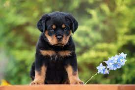 The description of the rottweiler's appearance and. Caring For A Rottweiler Puppy 5 Helpful Tips Mystart