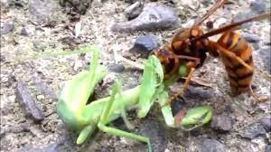 Amazon music stream millions of songs: Asian Giant Hornet Murder Hornet Vs Praying Mantis Youtube