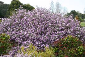 Image result for Podalyria