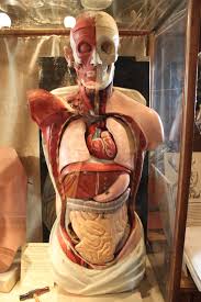 Anatomical model - Wikipedia