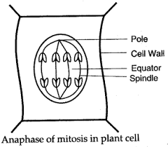 Maybe you would like to learn more about one of these? Icse Solutions For Class 10 Biology Cell Division A Plus Topper
