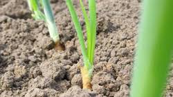 Was wäre die küche ohne zwiebeln? Meine Ernte Zwiebeln Anbauen Pflegen Ernten Und Lagern
