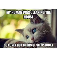 Funny cat memes for kids clean. 50 Funny Clean Memes Perfect For Kids Yellow Blogtopus
