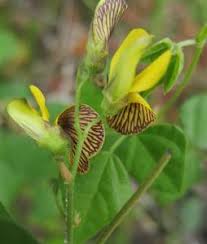 Image result for Rhynchosia monophylla
