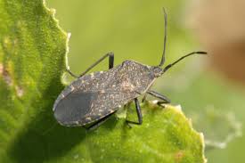 Check spelling or type a new query. Squash Bugs In Home Gardens Umn Extension