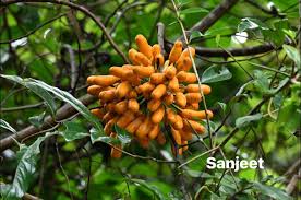 Image result for Uvaria tanzaniae