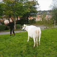 cows love playtime too cow cute cows cow animals