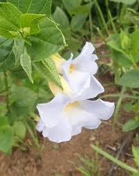 Image result for Thunbergianthus