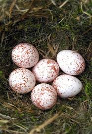 Bird Egg White With Brown Speckles Black Capped Chickadee Nest Bird Eggs Bird Nest Chickadee Bird