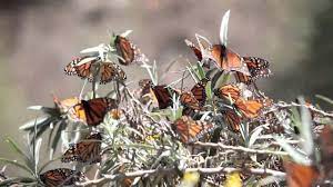 Santuario Mariposa Monarca Mexico Axm Butterfly Migration Butterfly