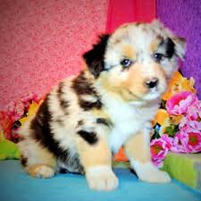 Desert Willow Aussies