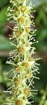 Image result for Terminalia stuhlmannii