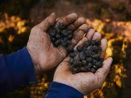 Black Ivory Coffee Wikipedia