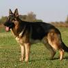 Welcome to seelenvoll german shepherds i n new england. 1