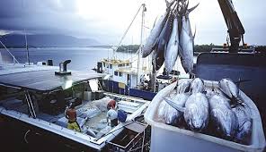 Maybe you would like to learn more about one of these? Various Canned Tuna Suppliers Uk Product Supplier Canned Tuna Indonesia Canned Tuna Canned Tuna Suppliers In South Africa Uk Spain