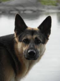 Check spelling or type a new query. Hd Wallpaper Black And Tan German Shepherd Dog Pet Animal Face Pets Purebred Dog Wallpaper Flare