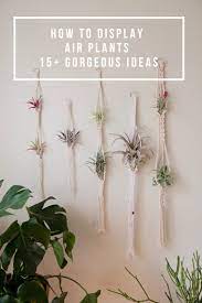 We did not find results for: Gorgeous Air Plant Display Ideas