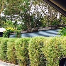 In the tribe bambuseae also known as bamboo, there are 91 genera and over 1,000 species. Malay Dwarf Variegated Bambusa Heterostachya Variegated Byronbaybamboo