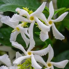 Image result for Trachelospermum jasminoides