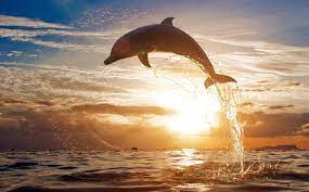 About this piece animal art keep your furry and feathery friends close, whether they are a galloping stallion. Dolphin In Florida Air Time Wallpaper Ocean Sunset Dolphin 2560x1612 Download Hd Wallpaper Wallpapertip
