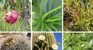 Do you know anything more about which animals eat cacti or cactus fruits, or what other types of cactus (besides prickly pear). 7 Healthy Edible Succulents One Medical