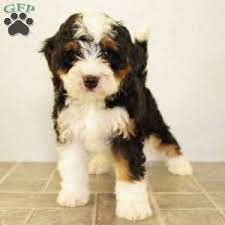 Mini Bernedoodle Puppy In Beach City Oh Bernedoodle Puppy Bernedoodle Mini Bernedoodle