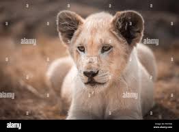 Lion cub (panthera leo) sitting hi-res stock photography and images