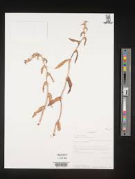 Image result for Cyanotis caespitosa