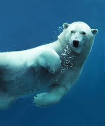 Polar Bear Swimming Clipart Wallpaper 3 Jpg 1833 2186 Vnimatelnoe Chtenie Belyj Medved Belye Medvedi
