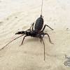 When compared to a thin desert scorpion more use to burrowing in the day. Https Encrypted Tbn0 Gstatic Com Images Q Tbn And9gcrxtrddlbi4iczszefjca Jdy Zyoocbvaqwaqyocsqxgcw1eio Usqp Cau