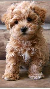 Located on 20 beautiful, wooded acres in northwest arkansas, morning glory puppies is a hobby breeder of high quality king charles cavaliers and chinese pugs. Toy Poodle Designer Puppy Breeder In Arkansas Cutie Poo Pups