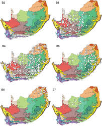 Image result for Dichilus bainesii